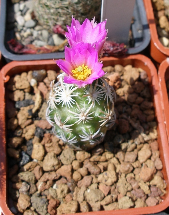 Выставка 25-27.05.2012 на Куликовом поле