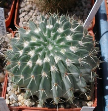 Выставка 25-27.05.2012 на Куликовом поле