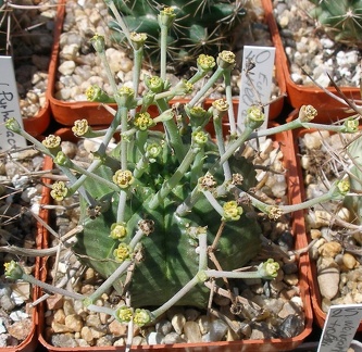 Выставка 25-27.05.2012 на Куликовом поле