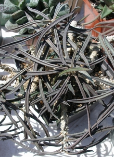 Выставка 25-27.05.2012 на Куликовом поле