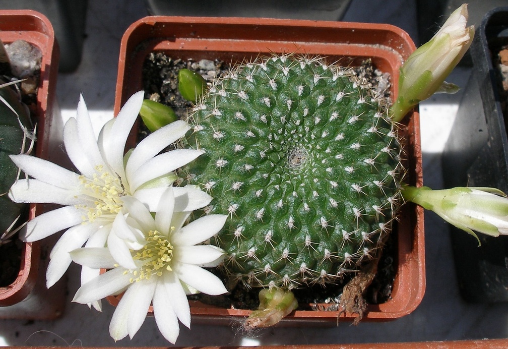 Выставка 25-27.05.2012 на Куликовом поле