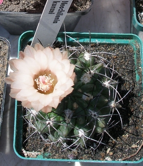 Выставка 25-27.05.2012 на Куликовом поле