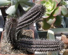 Выставка 25-27.05.2012 на Куликовом поле