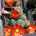 Выставка 25-27.05.2012 на Куликовом поле