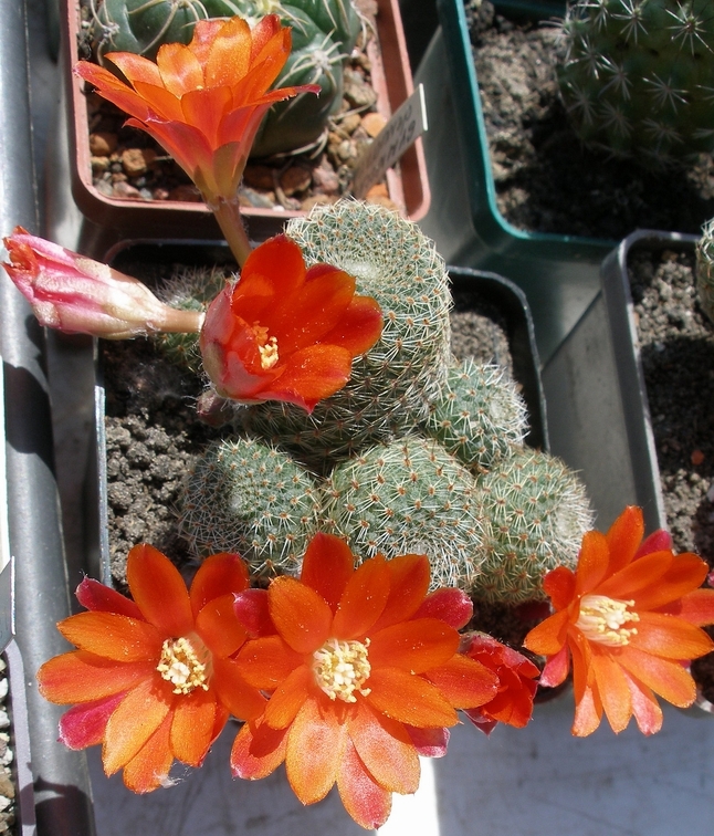 Выставка 25-27.05.2012 на Куликовом поле