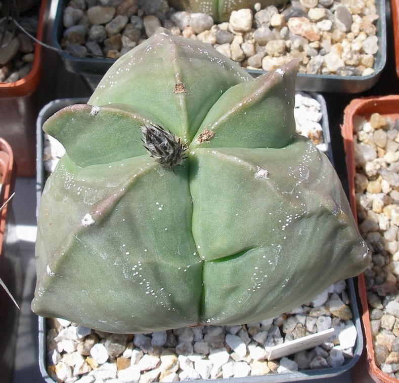 Выставка 25-27.05.2012 на Куликовом поле