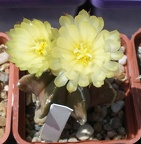 Выставка 25-27.05.2012 на Куликовом поле