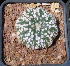 Выставка 25-27.05.2012 на Куликовом поле 