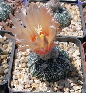 Выставка 25-27.05.2012 на Куликовом поле