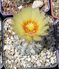 Выставка 25-27.05.2012 на Куликовом поле