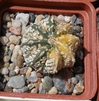 Выставка 25-27.05.2012 на Куликовом поле