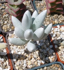 Выставка 25-27.05.2012 на Куликовом поле