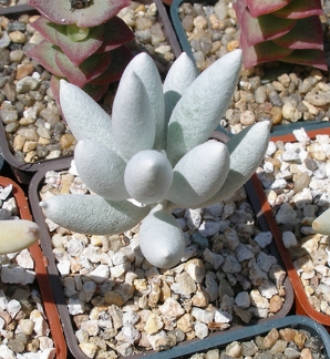 Выставка 25-27.05.2012 на Куликовом поле