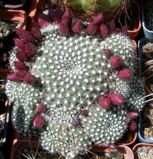 Выставка 25-27.05.2012 на Куликовом поле