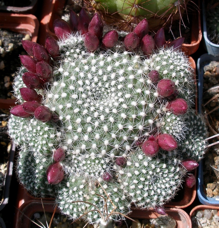 Выставка 25-27.05.2012 на Куликовом поле