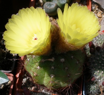 Выставка 25-27.05.2012 на Куликовом поле