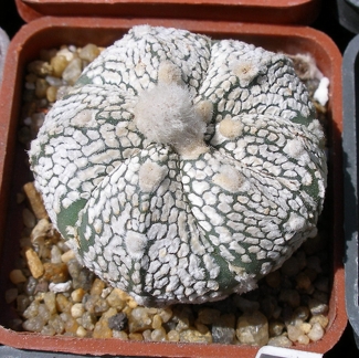 Выставка 25-27.05.2012 на Куликовом поле