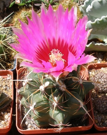 Выставка 25-27.05.2012 на Куликовом поле