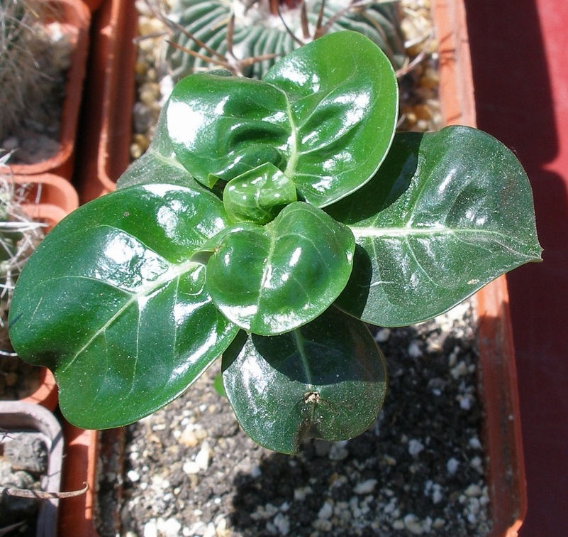 Выставка 25-27.05.2012 на Куликовом поле