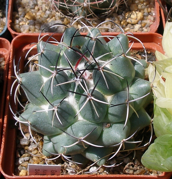 Выставка 25-27.05.2012 на Куликовом поле