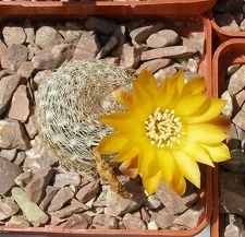 Выставка 25-27.05.2012 на Куликовом поле