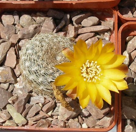 Выставка 25-27.05.2012 на Куликовом поле