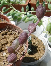 Выставка 25-27.05.2012 на Куликовом поле