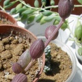 Выставка 25-27.05.2012 на Куликовом поле