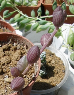 Выставка 25-27.05.2012 на Куликовом поле