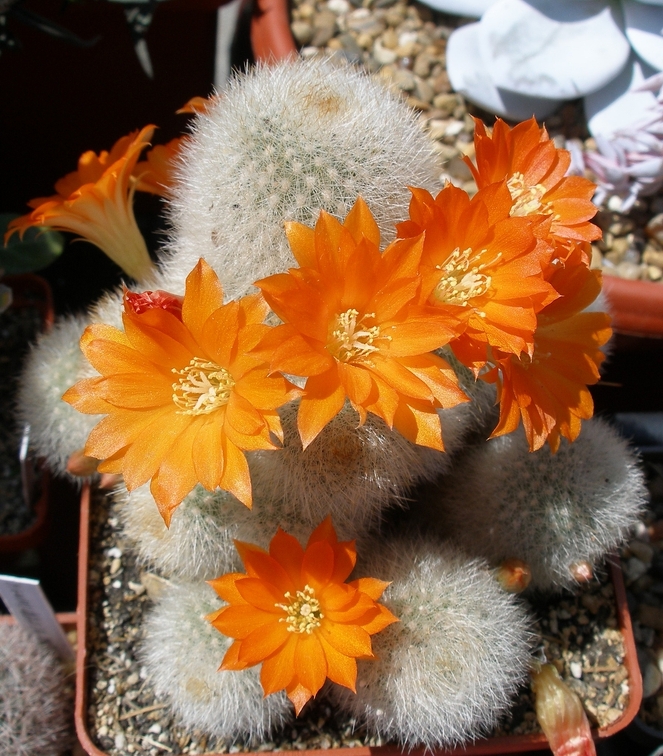 Выставка 25-27.05.2012 на Куликовом поле