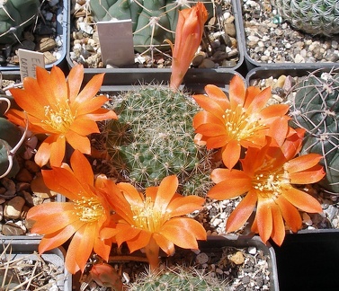 Выставка 25-27.05.2012 на Куликовом поле