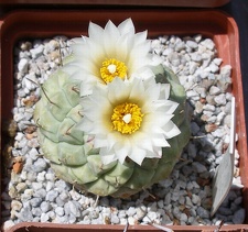 Выставка 25-27.05.2012 на Куликовом поле