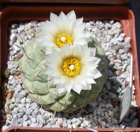 Выставка 25-27.05.2012 на Куликовом поле