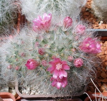 Выставка 25-27.05.2012 на Куликовом поле