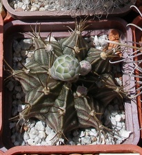 Выставка 25-27.05.2012 на Куликовом поле