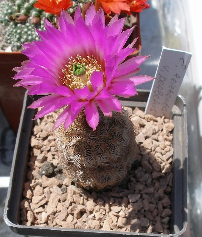 Выставка 25-27.05.2012 на Куликовом поле