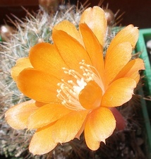 Выставка 25-27.05.2012 на Куликовом поле