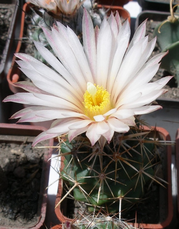 Выставка 25-27.05.2012 на Куликовом поле