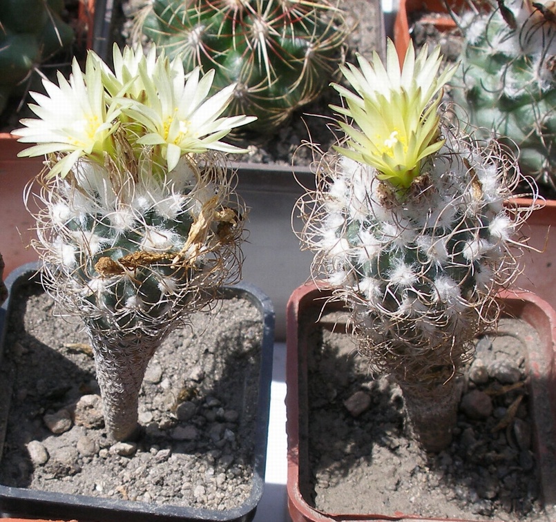 Выставка 25-27.05.2012 на Куликовом поле