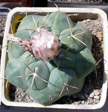 Выставка 25-27.05.2012 на Куликовом поле