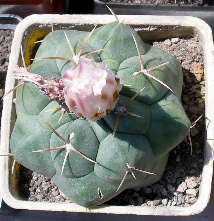 Выставка 25-27.05.2012 на Куликовом поле