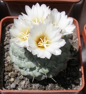 Выставка 25-27.05.2012 на Куликовом поле