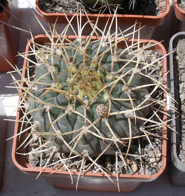 Выставка 25-27.05.2012 на Куликовом поле