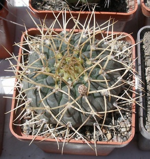 Выставка 25-27.05.2012 на Куликовом поле