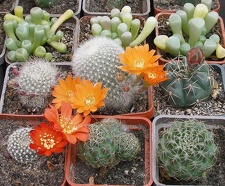  Выставка 03-05.06.2011 на Куликовом поле