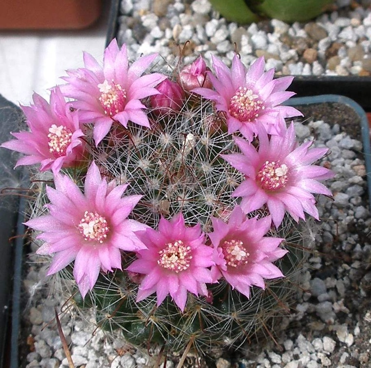  Выставка 03-05.06.2011 на Куликовом поле