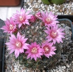  Выставка 03-05.06.2011 на Куликовом поле