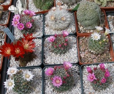  Выставка 03-05.06.2011 на Куликовом поле