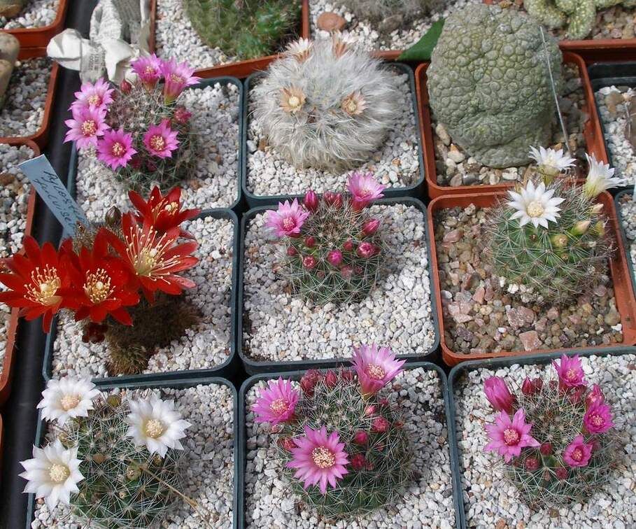  Выставка 03-05.06.2011 на Куликовом поле