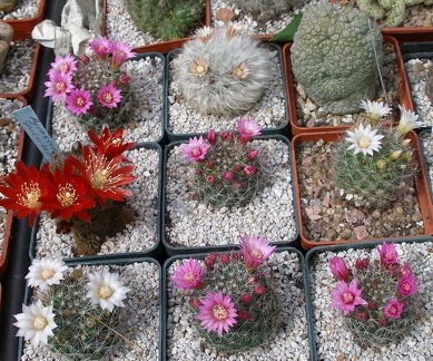  Выставка 03-05.06.2011 на Куликовом поле